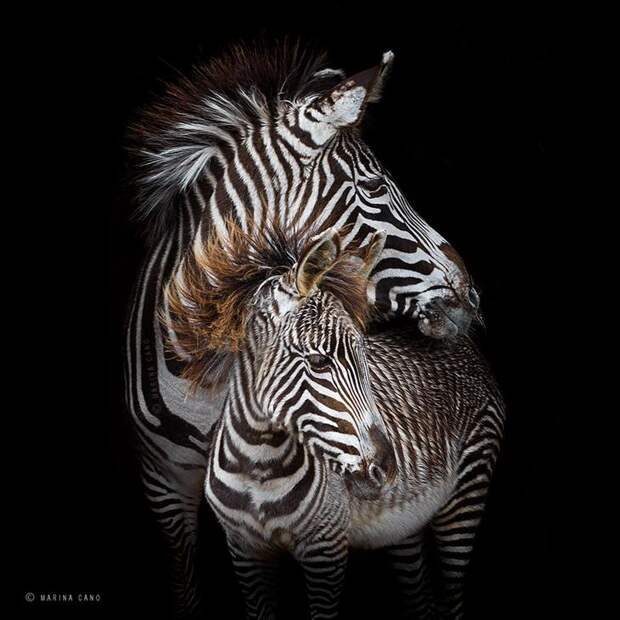 . Живая природа в фотографиях Марины Кано (Испания). Фото с сайта NewPix.ru