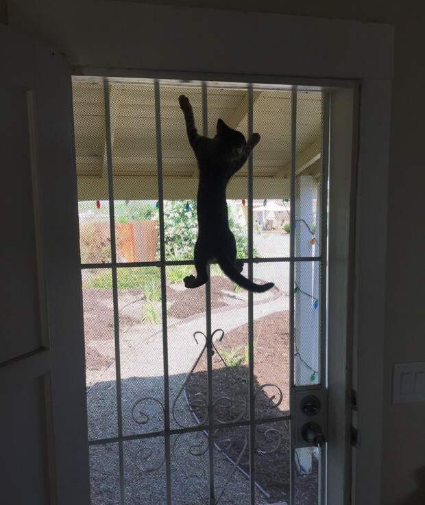 Без кота и жизнь не та