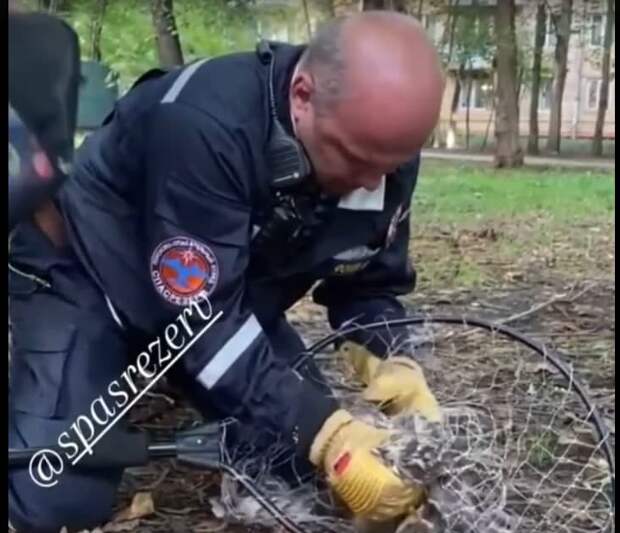 Видео: раненому ястребу-перепелятнику помогли в Новохорошёвском проезде