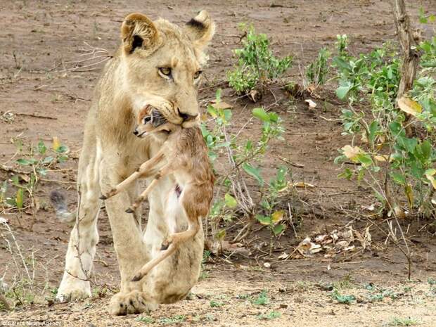 Захватывающее видео: лев заботится о детеныше антилопы антилопа, дикие животные, животные, лев, львы, львы видео, мир животных, хищник