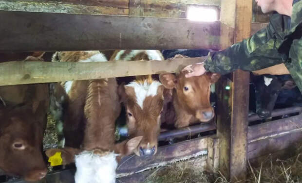 Губернатор Травников: меры против пастереллёза "строгие, но необходимые"