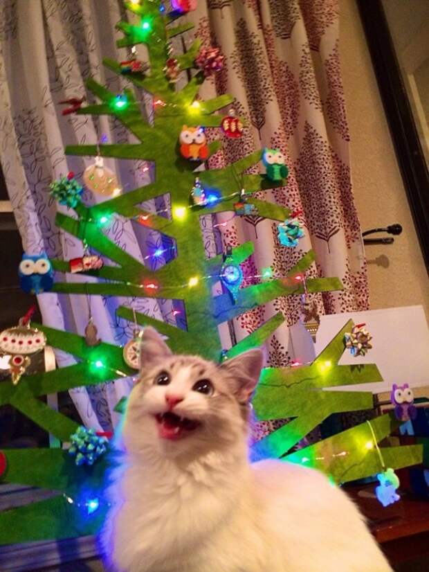 20 бесподобных котов, вступивших в неравный бой с новогодними украшениями
