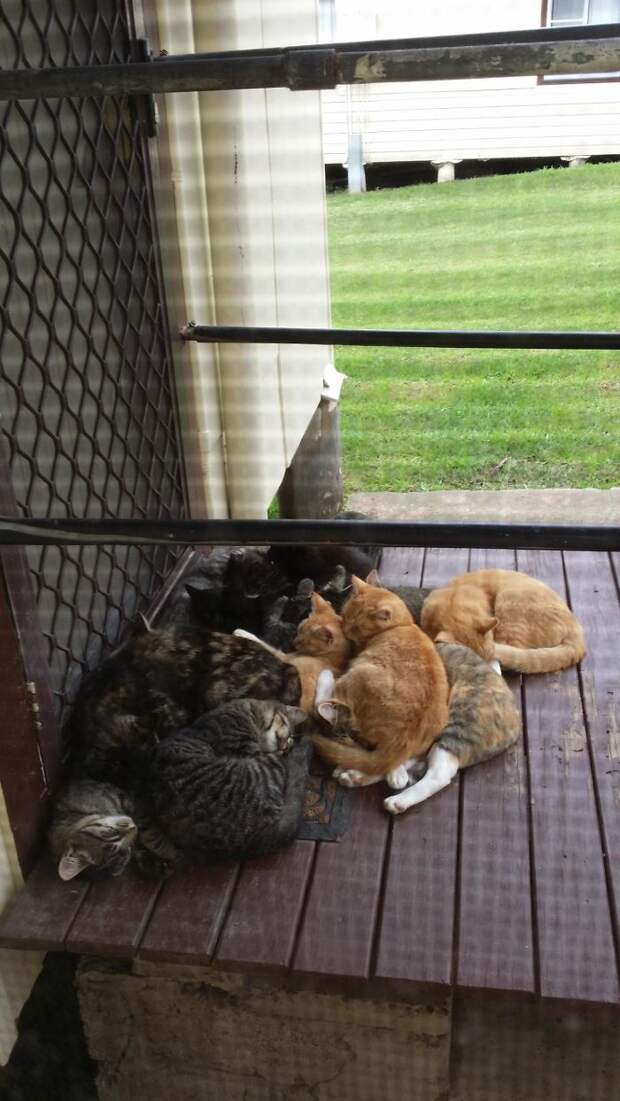 коты на фотографиях коты спят