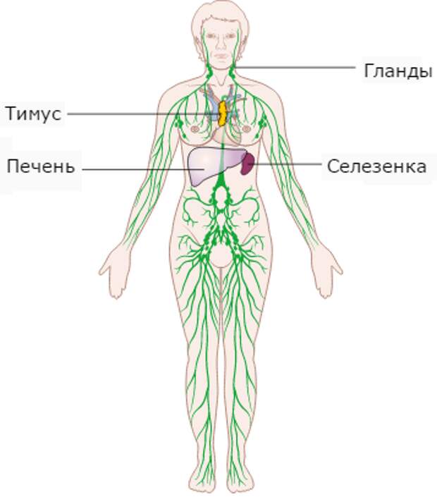 здоровье лимфатической системы