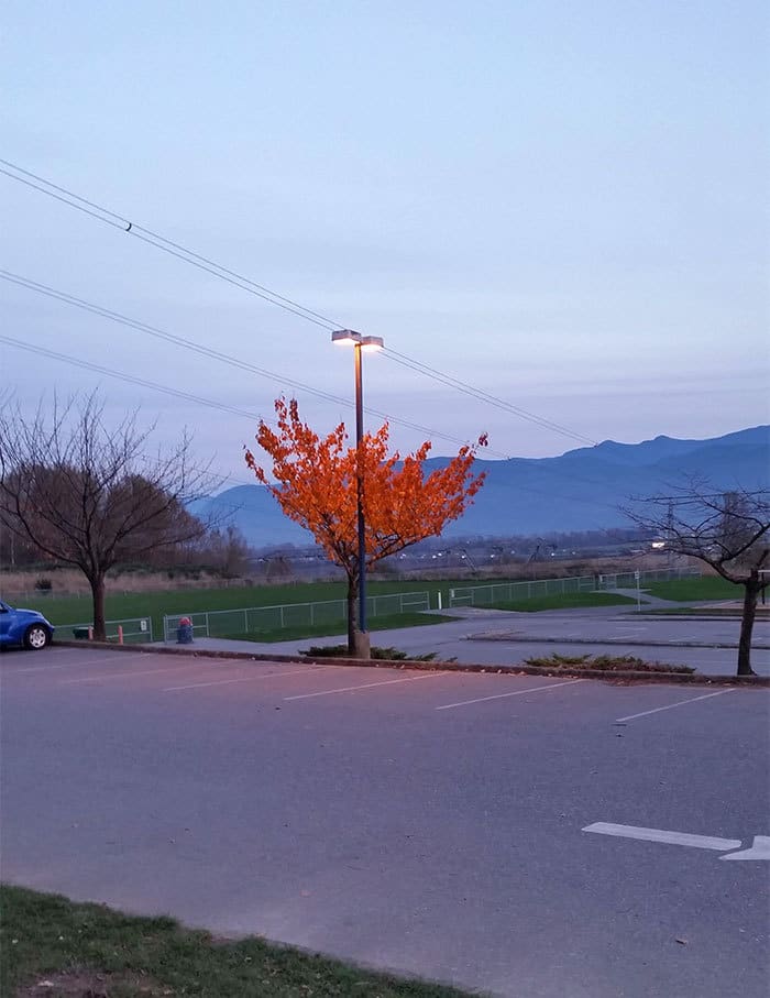 This Tree Still Has Its Leaves Because Of The Light Shining On It This Tree Still Has Its Leaves Because Of The Light Shining On It