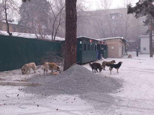 Свора огромных собак терроризирует район в Чите