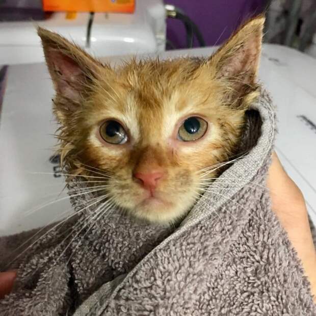 спасение котенка котенок в полотенце