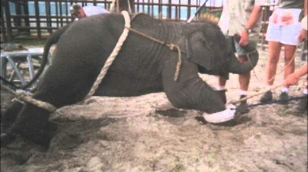 3. Слоненок должен "сломаться" жалко((, жестокое обращение, защита прав животных, цирк