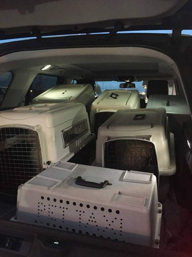 woman-saves-senior-dog-jaripo-4