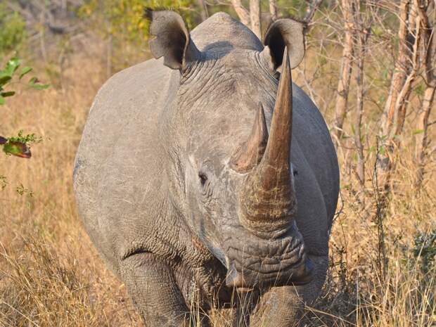 8. Черные и белые носороги - Южная Африка.