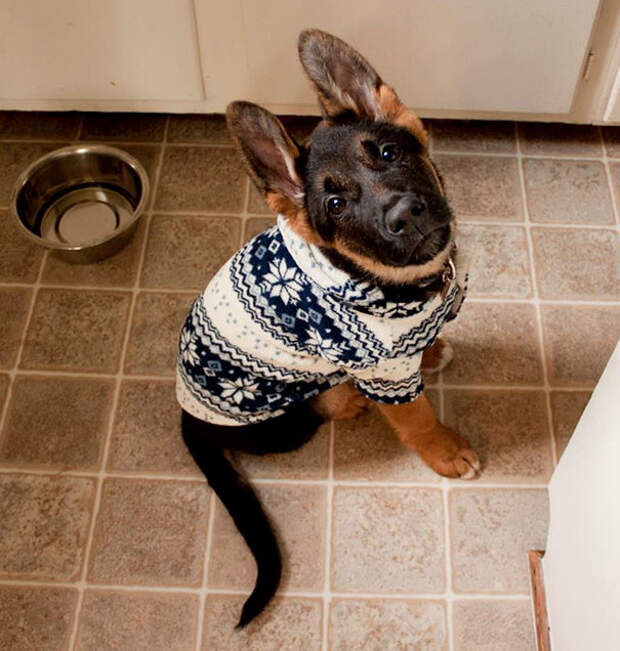 21. Теплый свитер - то, что нужно для сбора в горы животные, зима, милота, свитер