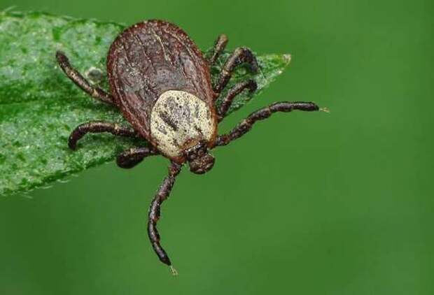 Сезон клещей и коронавирус — академик отвечает на вопросы