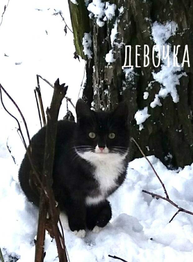 Возьмите в свой дом самый лучший "сладкий подарочек"!