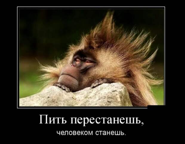 Демотиваторы (30 фото)