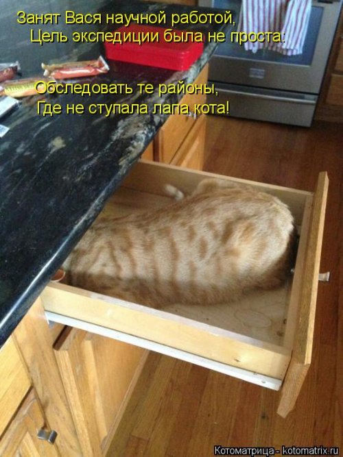 Свежая котоматрица (33 фото)