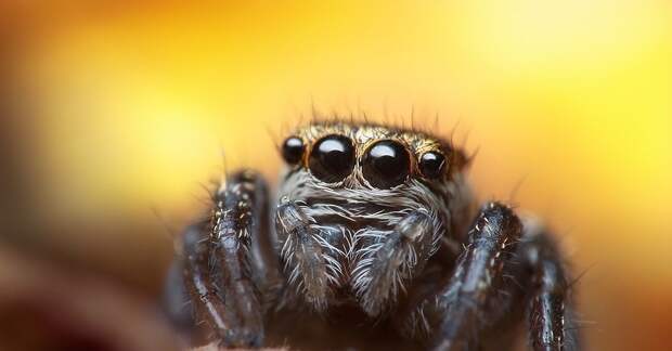 Молодая самка паука скакунчика Evarcha arcuata макросъёмка, насекомые, фотограф