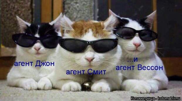 Лучшие котоматрицы недели (51 фото)