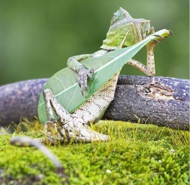 Релакс: ящерица спокойно отдыхает со своей гитарой животные, забавно, неожиданно, нужный момент, подборка, природа, фото, юмор