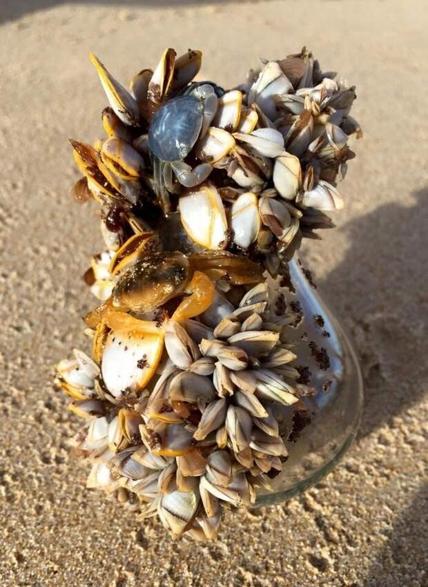 18. «Мой брат нашёл это пристанище моллюсков на австралийском пляже» в мире, вещи, интересно, находка, пляж, удивительно