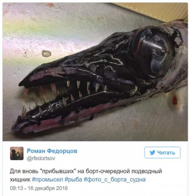 Познавательный твиттер моряка Романа Федорцова (16 фото)