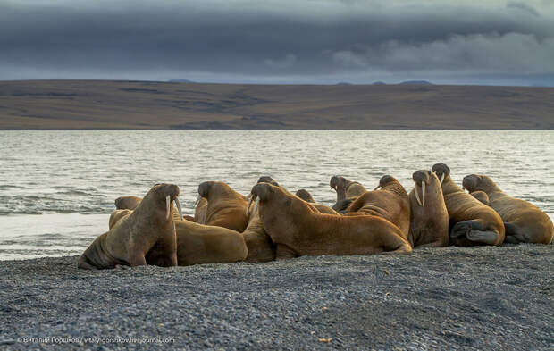 Восточное побережье Таймыра. Встреча с моржами путешествия, факты, фото