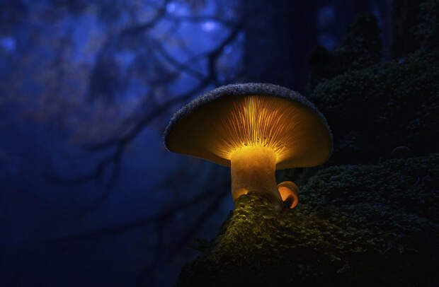 Светящиеся грибы Светящиеся грибы