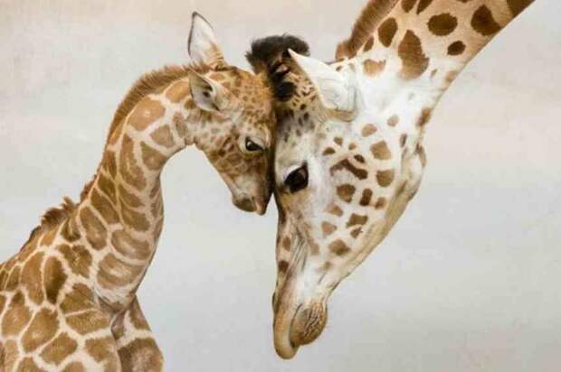 Любовь к детям безгранична,и животные это тоже знают Любовь, животные