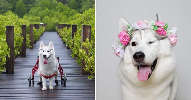 Хаски, родившаяся без лап, нашла хозяйку и стала самой счастливой собакой в инвалидной коляске животные, инвалид, хаски