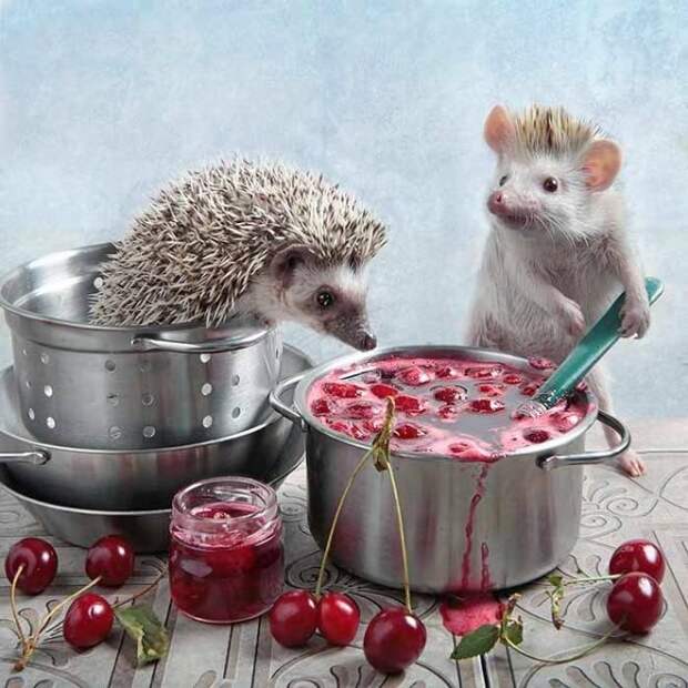 Тайная жизнь домашних ежиков Тайная жизнь домашних ежиков