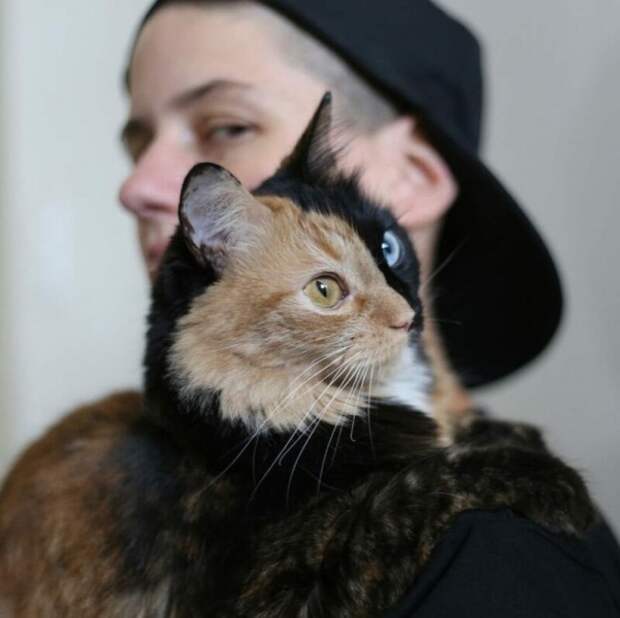 Химера — восхитительная двуликая кошка