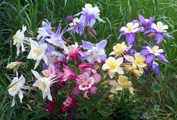 Необычность форм цветка и разнообразие окрасок аквилегии поражает воображение. Фото с сайта yaskravaklumba.com.ua