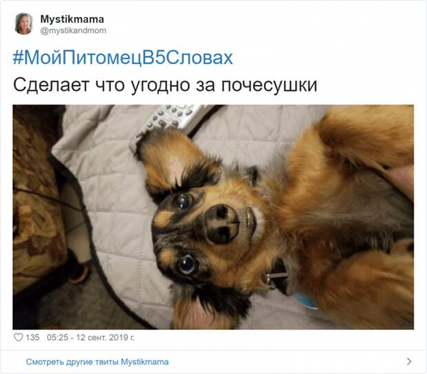 Флешмоб «Мой питомец в пяти словах» Флешмоб «Мой питомец в пяти словах»