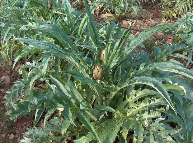 Cynara_scolymus