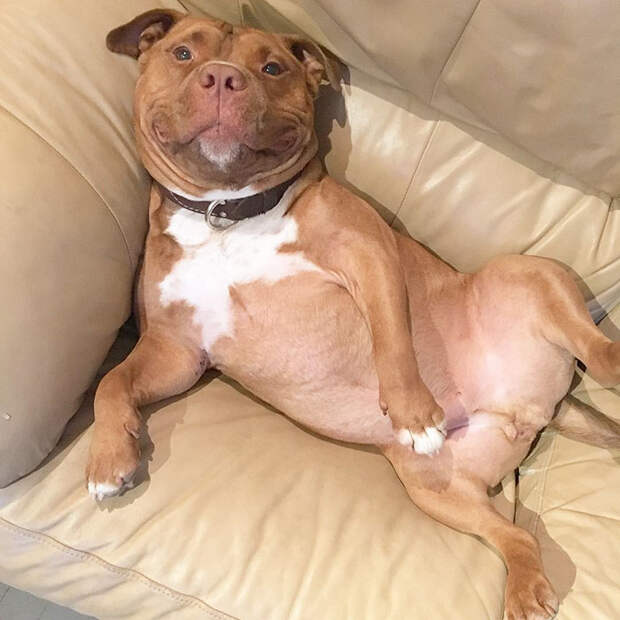 rescued-smiling-pitbull-meaty-17