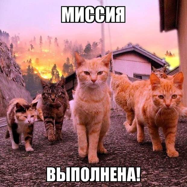 Забавный котопост)