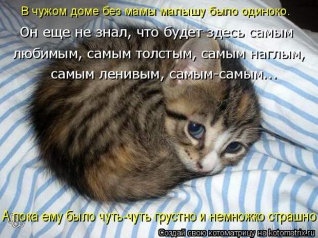 Новая котоматрица (44 шт)