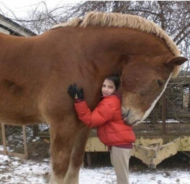 Конь - огонь Конь - огонь
