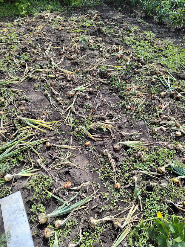 Дневник 29.07/насыщенный продуктивный день