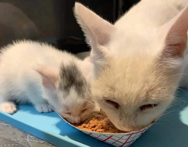 Без кота и жизнь не та