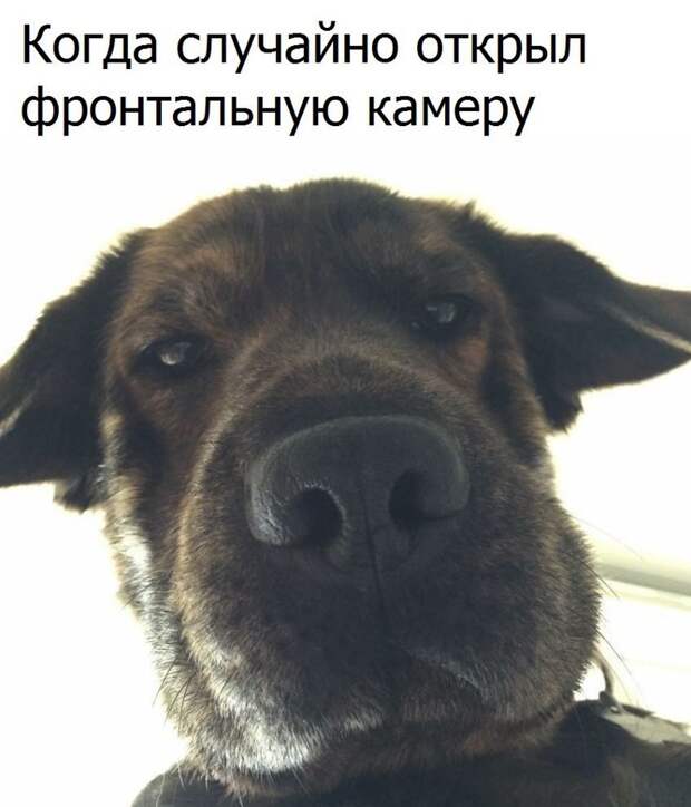 Смешные картинки с надписями прикол, юмор