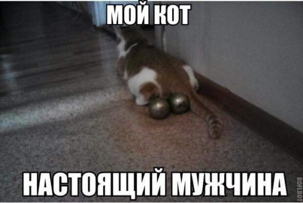 Новые прикольные фотомемы