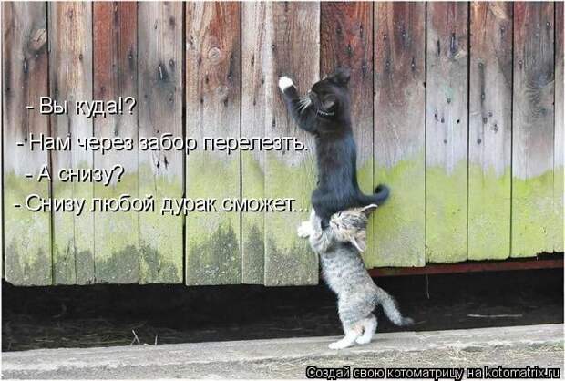 Лучшие котоматрицы недели (50 фото)