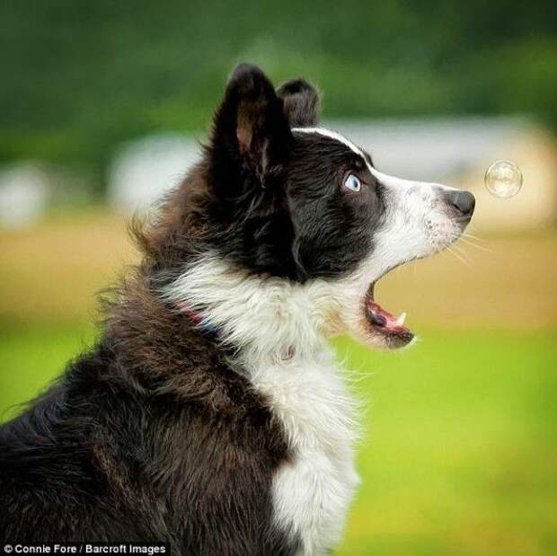 Пёс впервые увидел мыльный пузырь автор Connie Fore животные конкурс фото юмор
