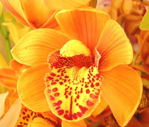 оранжевая орхидея