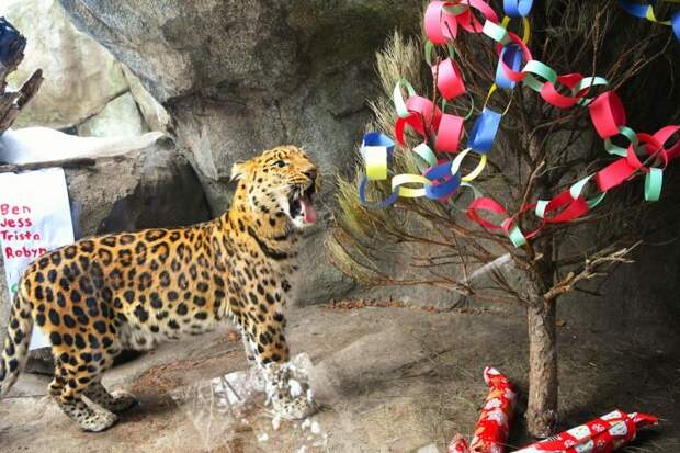 Merry Christmas, мистер Тигр! Как жители зоопарков открывали подарки животные, новый год, подарок