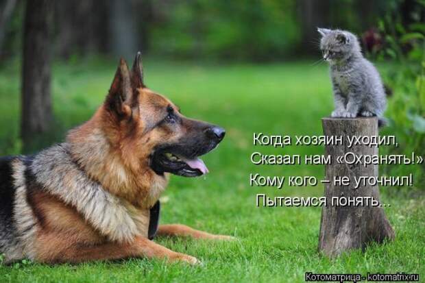 Лучшие котоматрицы недели (50 фото)