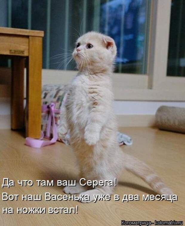 Свежая котоматрица (30 фото)