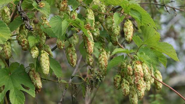 Минсельхоз прогнозирует рост производства хмеля на 22%