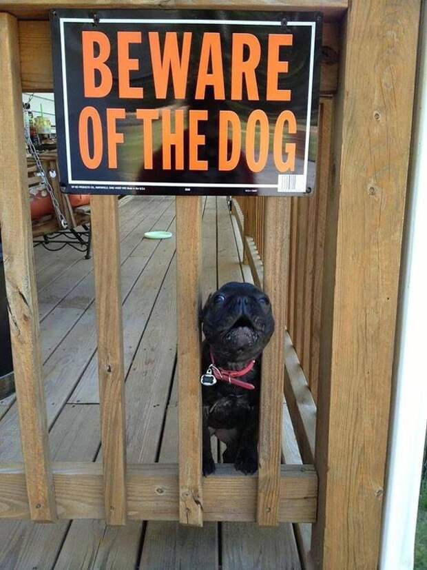 Осторожно! Злая собака! (11 фото)