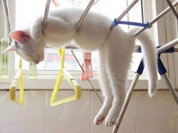 кошка бельё
